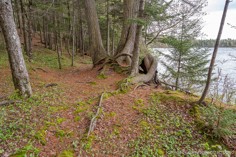 Campsite Photo of Site 12 at Brown Tract Pond Campground, New York - Pathway Down to Water