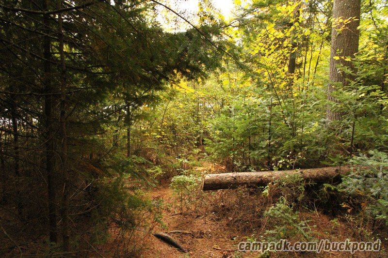 Campsite Photo of Site 7 at Buck Pond Campground, New York - Pathway Down to Water