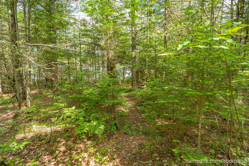Campsite Photo of Site 7 at Buck Pond Campground, New York - Pathway Down to Water