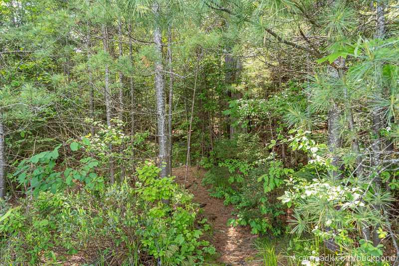 Campsite Photo of Site 7 at Buck Pond Campground, New York - Returning Along Pathway from Water