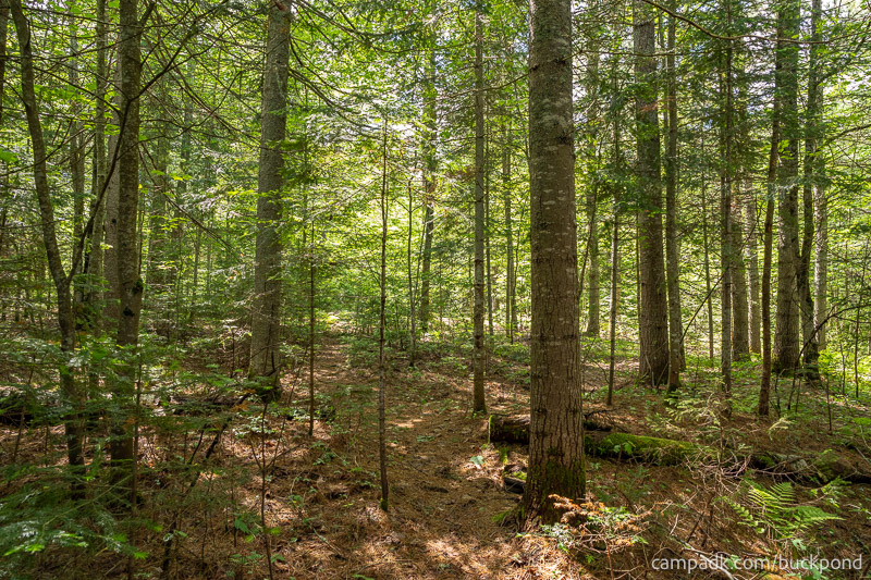 Campsite Photo of Site 7 at Buck Pond Campground, New York - Returning Along Pathway from Water
