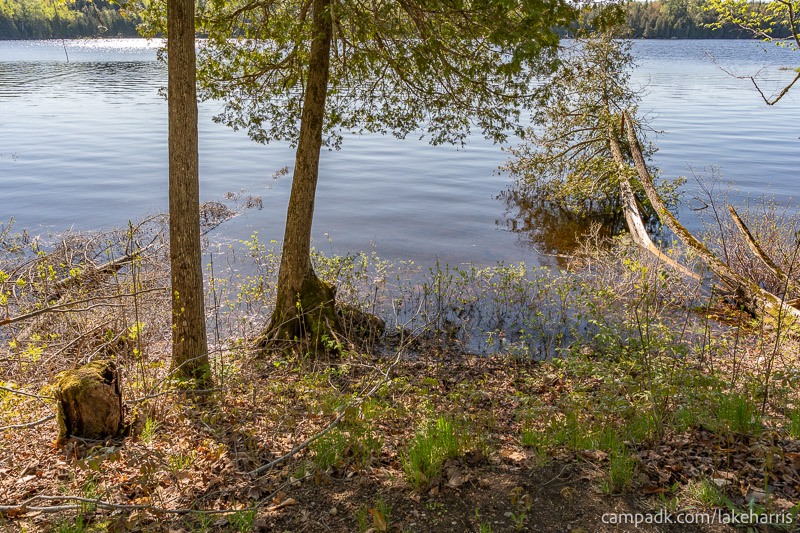 Campsite Photo of Site 39 at Lake Harris Campground, New York - Shoreline