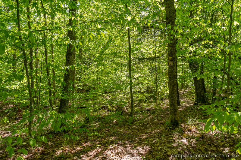 Campsite Photo of Site 192 at Meacham Lake Campground, New York - Looking at Site from Part Way In