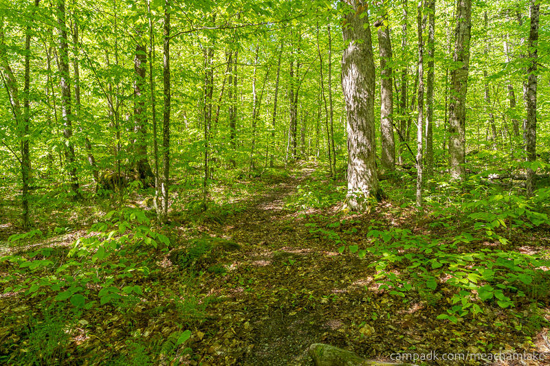 Campsite Photo of Site 192 at Meacham Lake Campground, New York - Looking Back Towards Road