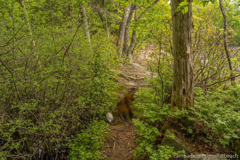 Campsite Photo of Site 118 at Moffitt Beach Campground, New York - Shoreline