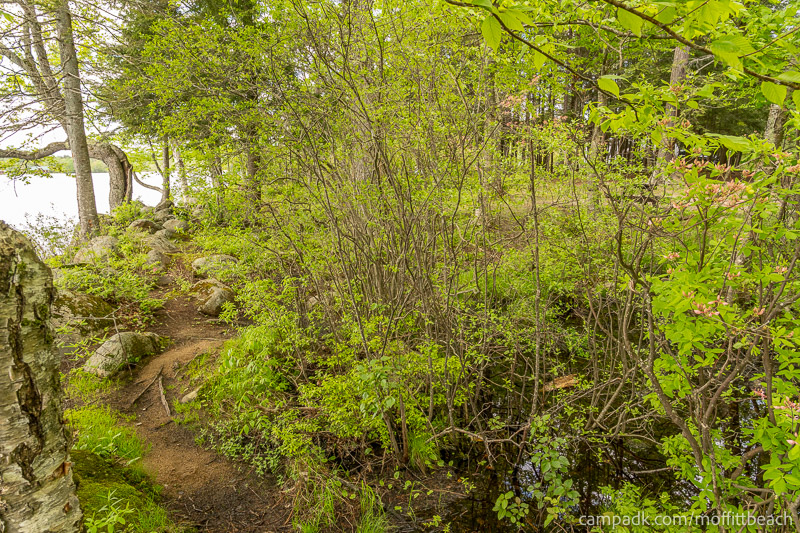 Campsite Photo of Site 118 at Moffitt Beach Campground, New York - Returning Along Pathway from Water