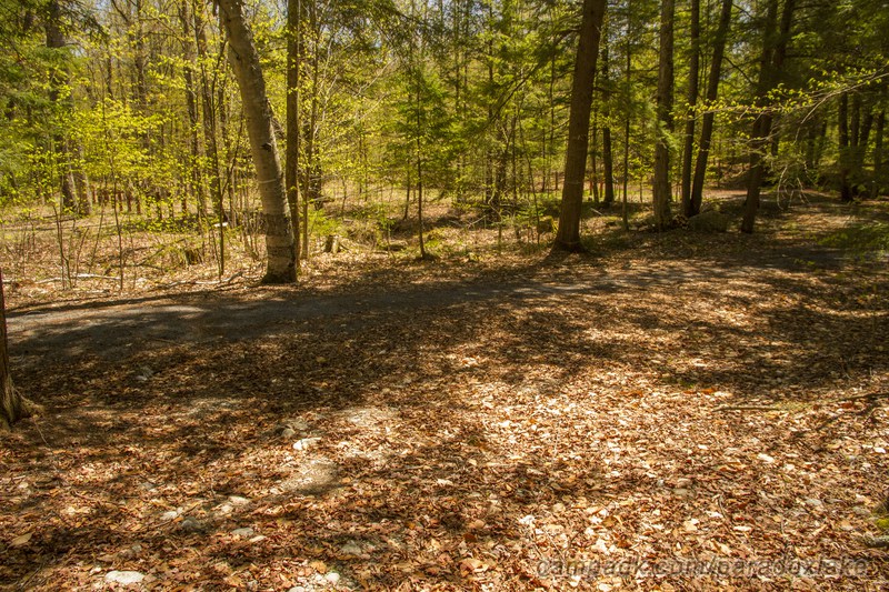 Campsite Photo of Site 52 at Paradox Lake Campground, New York - Looking Back Towards Road