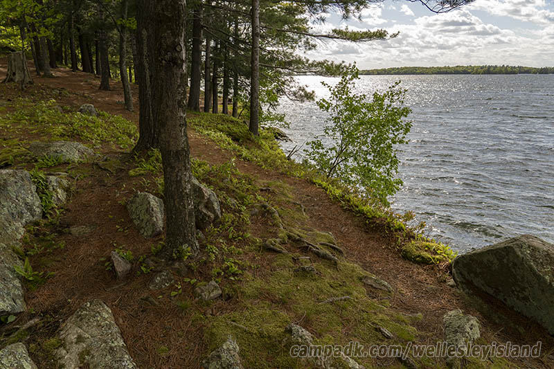 Campsite Photo of Site 19 at Wellesley Island State Park, New York - Shoreline
