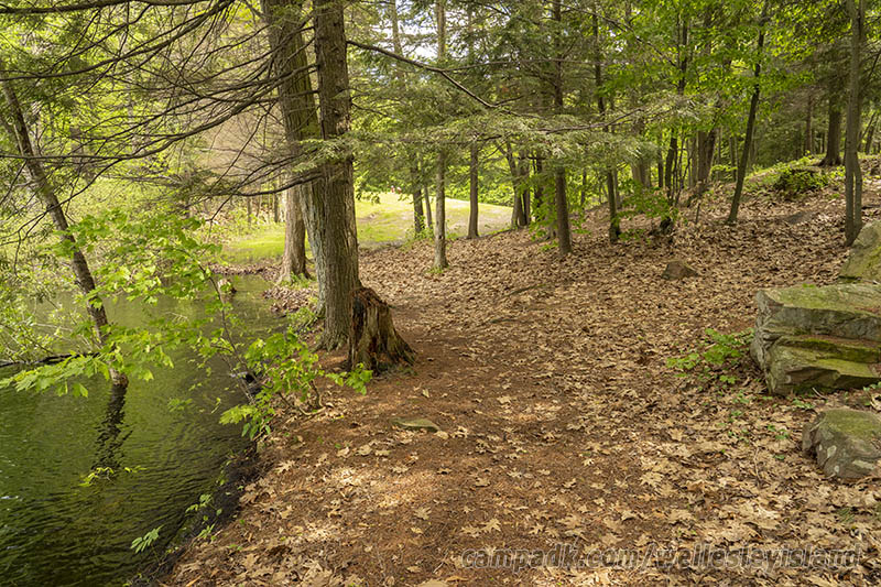 Campsite Photo of Site 19 at Wellesley Island State Park, New York - Looking Back Towards Road