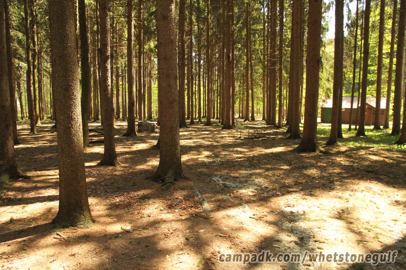 Campsite Photo of Site 25 at Whetstone Gulf State Park, New York - Looking at Site from Road