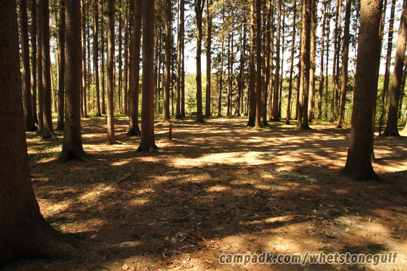 Campsite Photo of Site 25 at Whetstone Gulf State Park, New York - Looking Back Towards Road